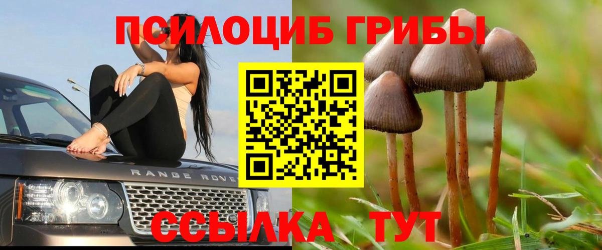 Псилоцибиновые грибы Psilocybe  Вход с VPN  Химки 